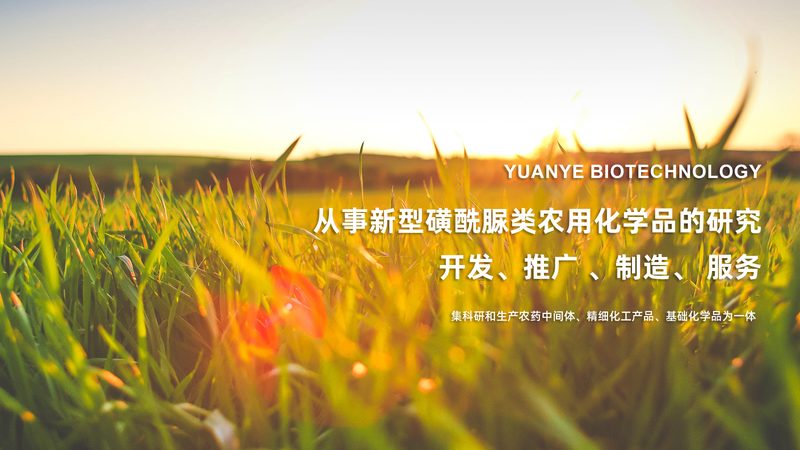 宠物抗体检测试剂盒：揭秘其价格背后的考量因素
