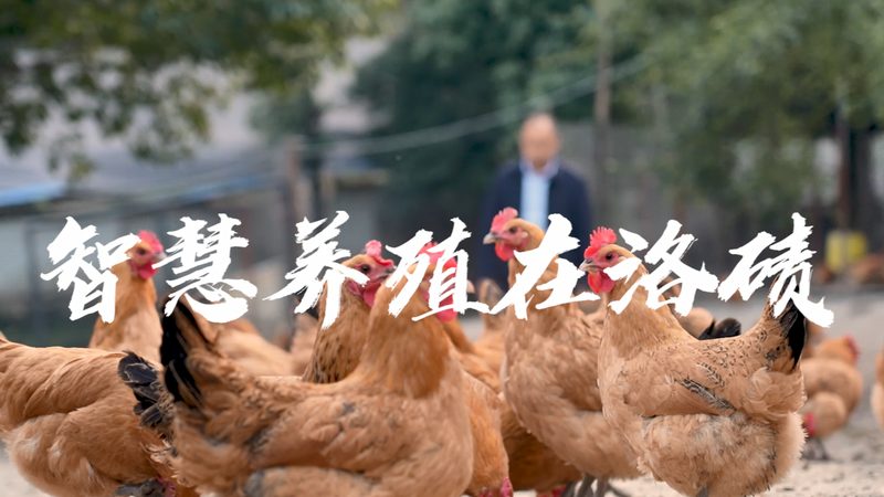 生物医药原核表达系统蛋白代工：揭秘其核心工艺与选择要点**