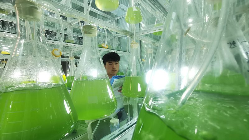 CDMO项目合作合同：关键要点与风险防范